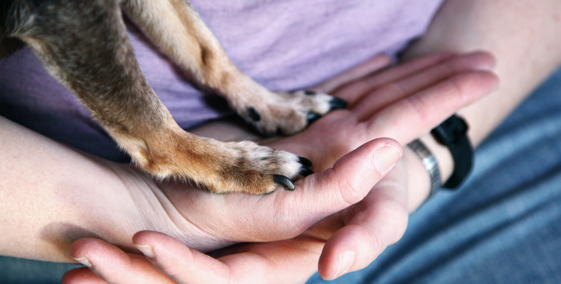 pattes avant d'un chien posée sur des mains humaines atelier découverte chien de justice à la maison du barreau mars 2025