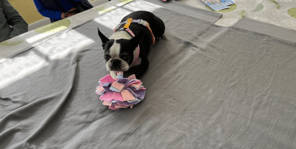 chien boston terrier allongé avec un jouet médiation animale