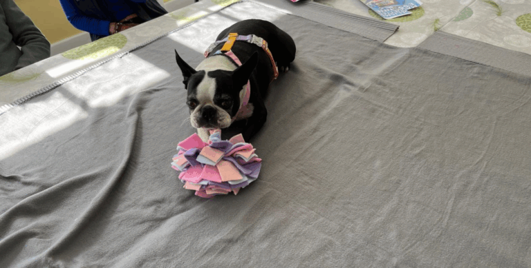 chien boston terrier allongé avec un jouet médiation animale