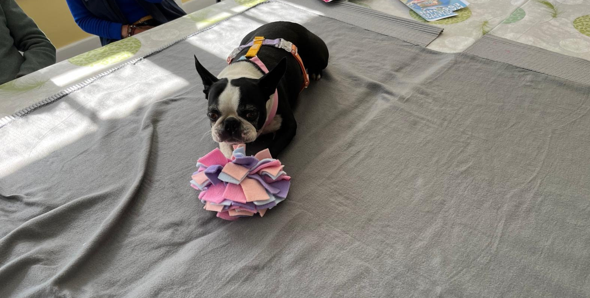 chien boston terrier allongé avec un jouet médiation animale