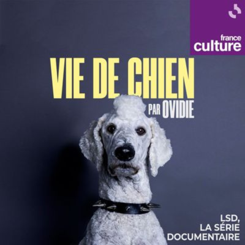 chien blanc podcast france culture vie de chien par ovidie