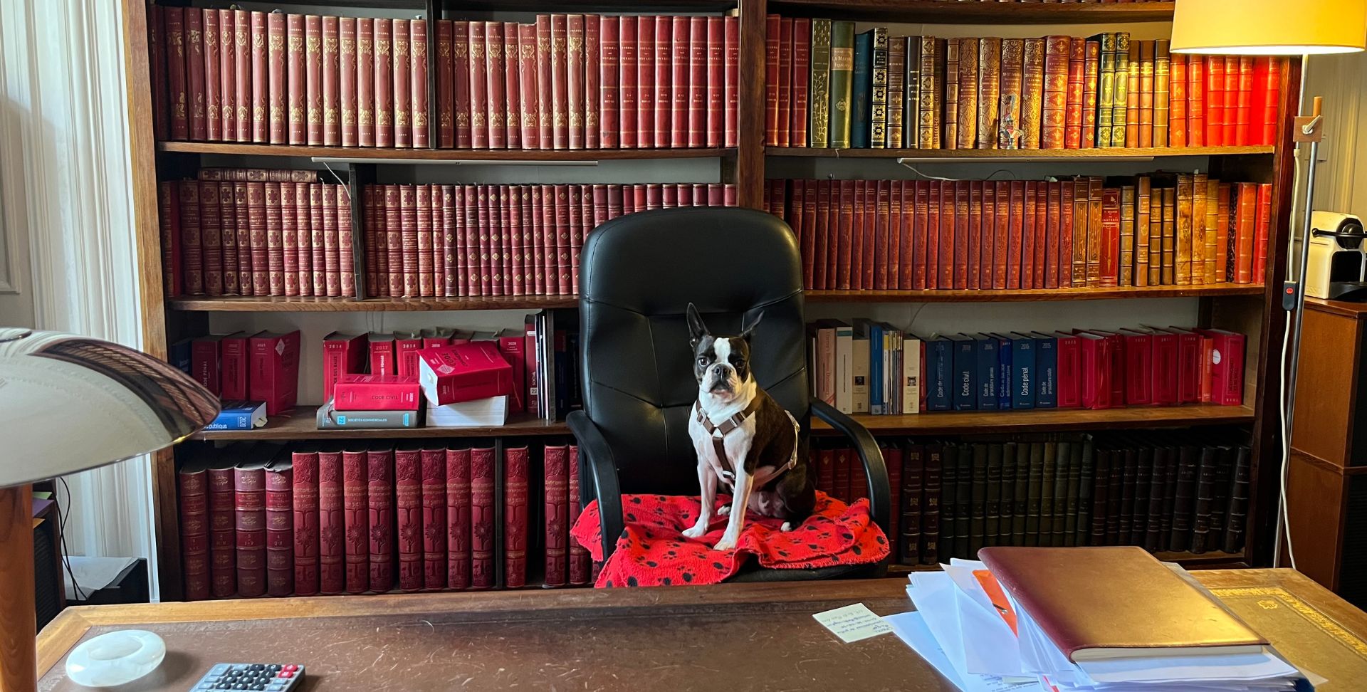 chien Boston Terrier assis derrière un bureau cabinet avocat chiens de justice