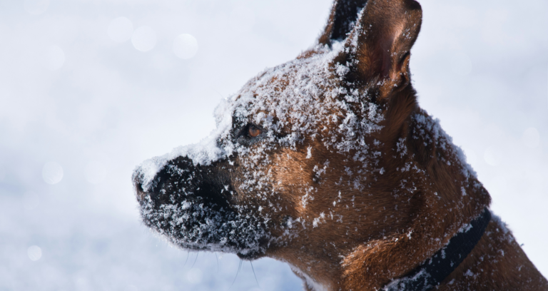 portrait-chien-neige-hiver-chiens-de-justice