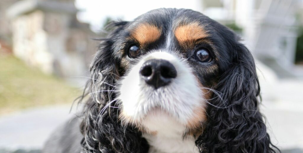Conférence les animaux et le droit cavalier king charles association les chiens de justice