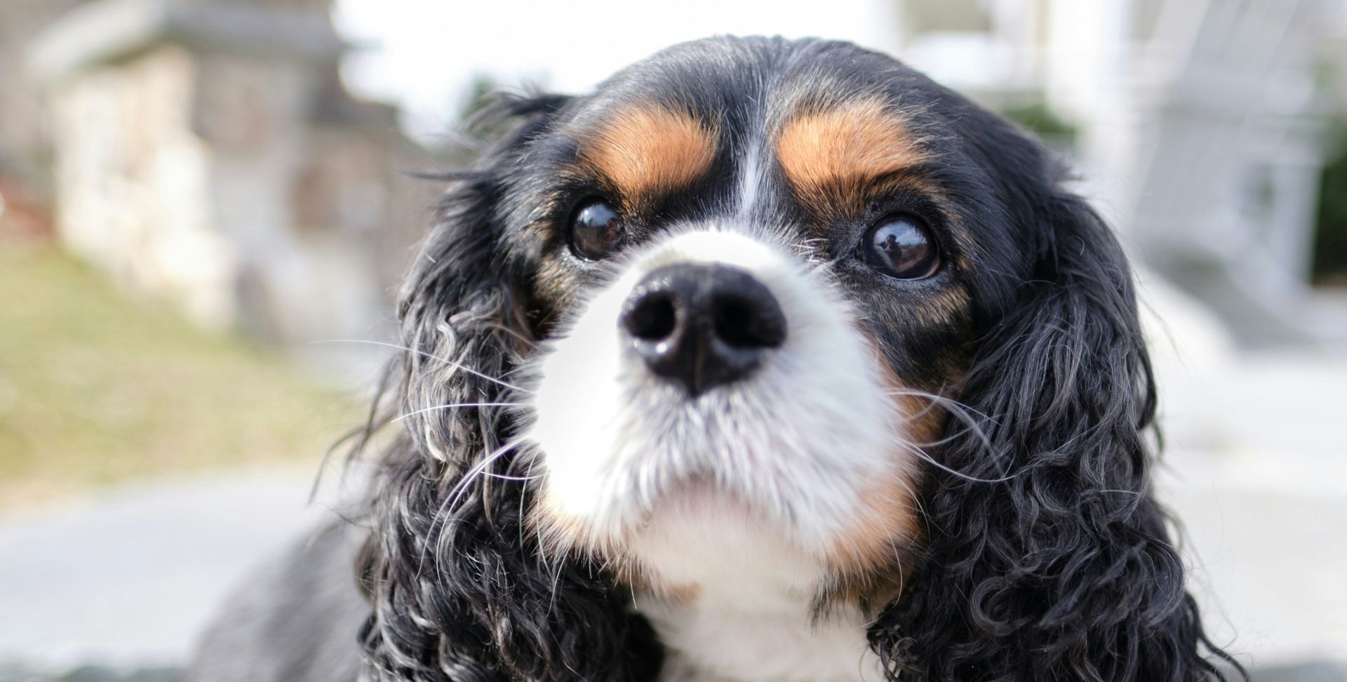 Conférence les animaux et le droit cavalier king charles association les chiens de justice